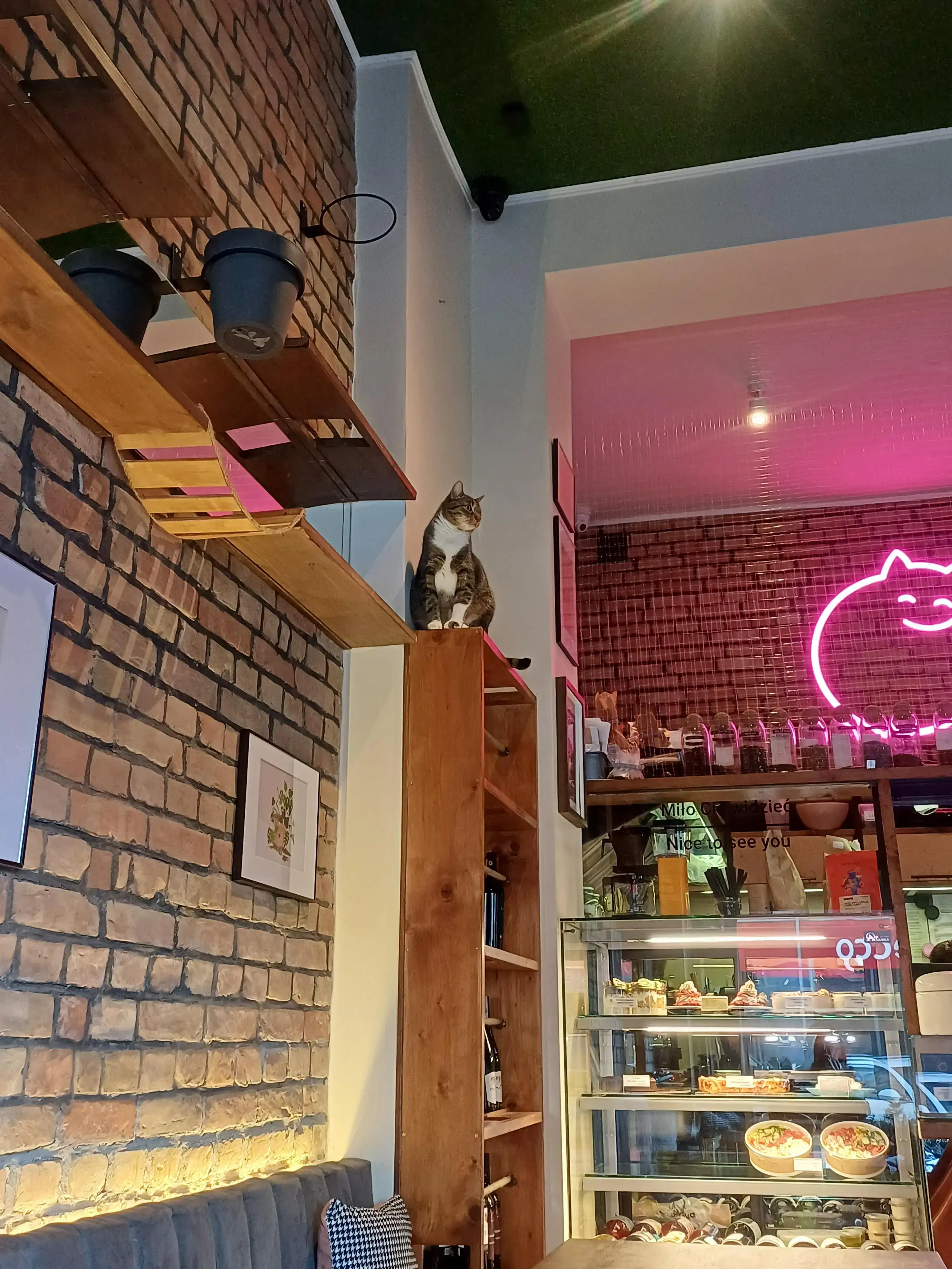 Interior of cat cafe